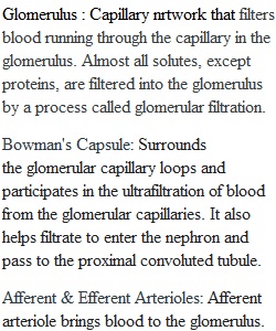 HW 9b- Nephron Physiology